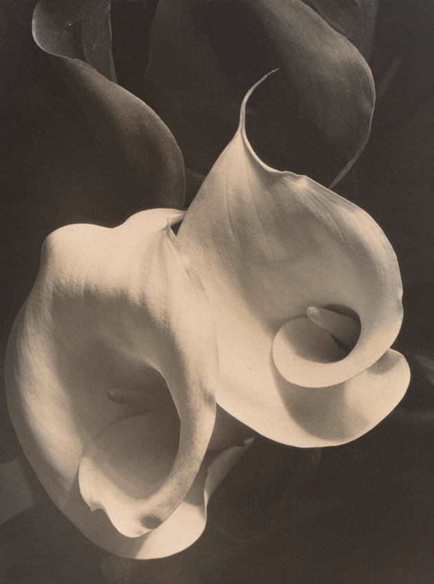 photo of two calla lillies surrounded by leaves