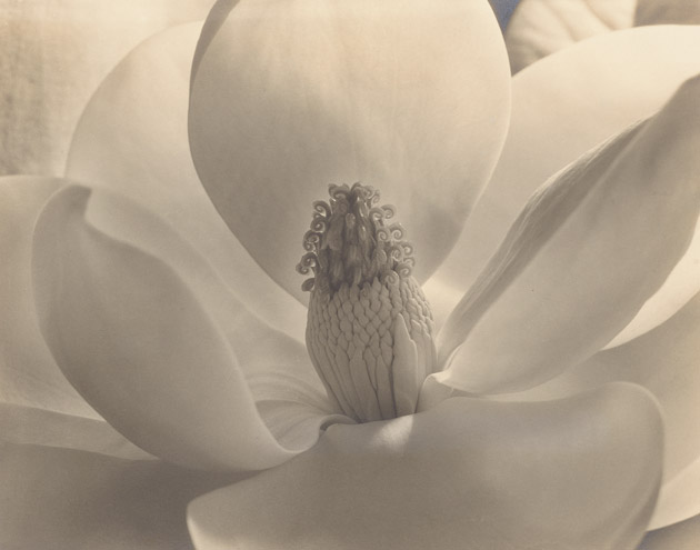 Soft sepia-toned photograph of a magnolia blossom